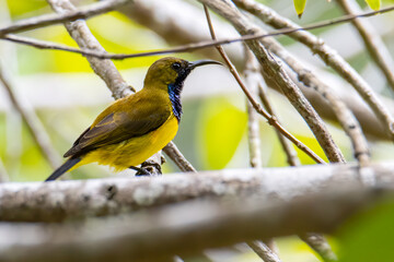 Nature wildlife image of Olive-backed sunbird with red flower in close up shot with stunning detail they drink sweet water from the flower