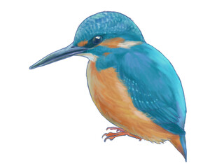 カワセミ