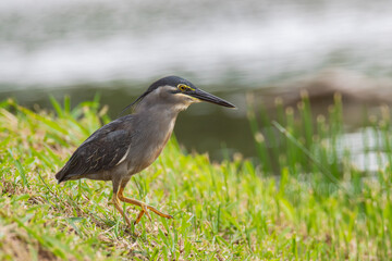 Nature wildlife image of little heron standing beside lake looking for food.