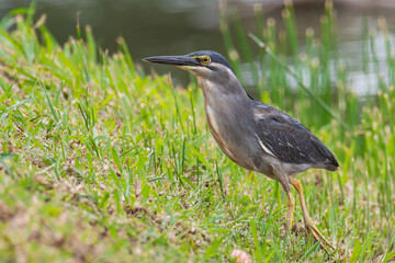 Nature wildlife image of little heron standing beside lake looking for food.