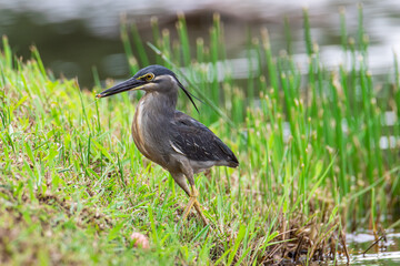 Nature wildlife image of little heron standing beside lake looking for food.