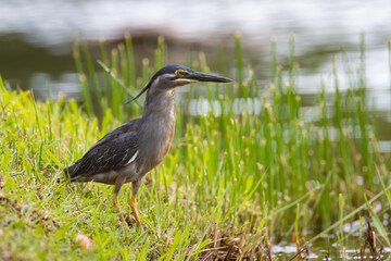 Nature wildlife image of little heron standing beside lake looking for food.