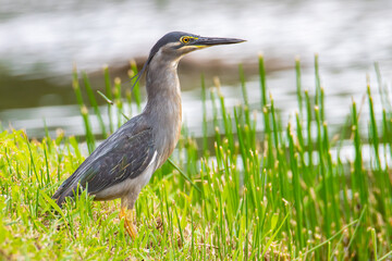 Nature wildlife image of little heron standing beside lake looking for food.