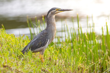 Nature wildlife image of little heron standing beside lake looking for food.
