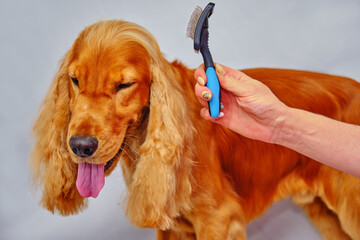 Close - up view of a Spaniel combing in an animal salon. The dog waits patiently for the end of the procedure.