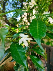 Obraz premium flowers of a tree