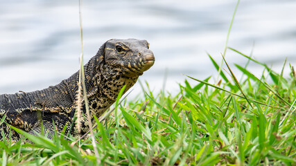 Monitor lizard (Asian water monitor) also common water monitor, large varanid lizard native to South and Southeast Asia.