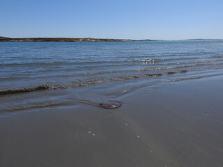 Jellyfish on the beach