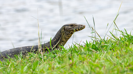 Monitor lizard (Asian water monitor) also common water monitor, large varanid lizard native to South and Southeast Asia.