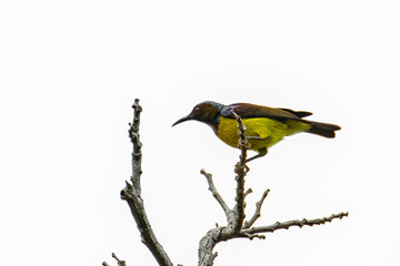 Nature wildlife image of Olive-backed sunbird with red flower in close up shot with stunning detail they drink sweet water from the flower
