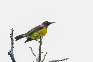 Nature wildlife image of Olive-backed sunbird with red flower in close up shot with stunning detail they drink sweet water from the flower