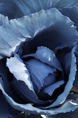 Fototapeta premium Red cabbage in garden, close up