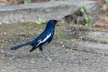 Nature wildlifd image bird of Orintal Magpie-robin 
