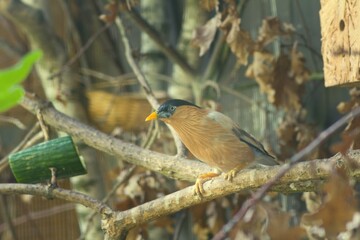 The brahminy myna or brahminy starling Sturnia pagodarum is a member of the starling family of birds. It is usually seen in pairs or small flocks in open habitats on the plains of the Indian subcontin
