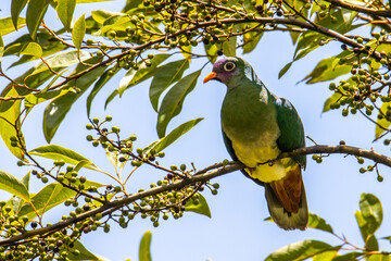 Nature wildlife image of Jambu fruit dove bird (Ptilinopus jambu) sitting on a branch in a rain forest.