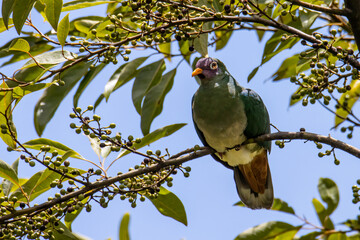 Nature wildlife image of Jambu fruit dove bird (Ptilinopus jambu) sitting on a branch in a rain forest.