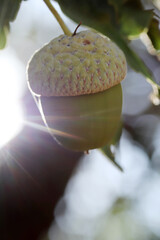 Fresh and young acorn on the tree