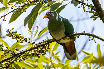 Nature wildlife image of Jambu fruit dove bird (Ptilinopus jambu) sitting on a branch in a rain forest.