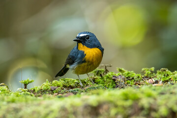 Nature wildlife bird species of Snowy browed flycatcher perch on branch which is found in Borneo