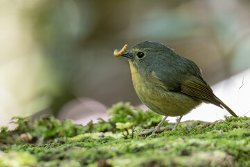 Nature wildlife bird species of Snowy browed flycatcher perch on branch which is found in Borneo