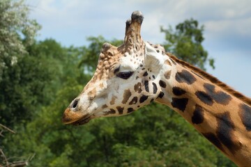 Giraffe head and neck under blue sky. Giraffa is an African artiodactyl mammal, the tallest living terrestrial animal and the largest ruminant.
