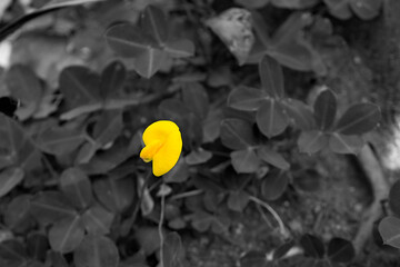 Yellow flowers in full bloom and bloom on a black and white background