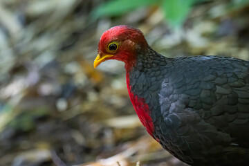 Nature wildlife image bird of crimson-headed partridge It is endemic to the island of Borneo
