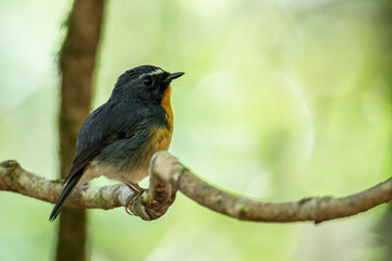 Nature wildlife bird species of Snowy browed flycatcher perch on branch which is found in Borneo