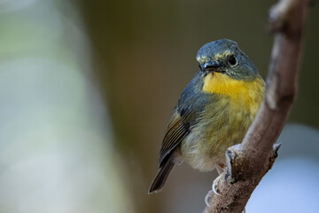 Fototapeta premium Nature wildlife bird species of Snowy browed flycatcher perch on branch which is found in Borneo