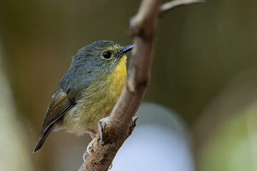 Nature wildlife bird species of Snowy browed flycatcher perch on branch which is found in Borneo