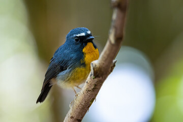 Nature wildlife bird species of Snowy browed flycatcher perch on branch which is found in Borneo