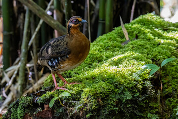 Nature wildlife image of bird red-breasted partridge also known as the Bornean hill-partridge It is...