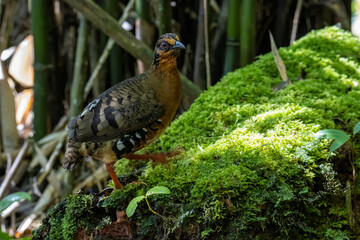 Nature wildlife image of bird red-breasted partridge also known as the Bornean hill-partridge It is endemic to hill and montane forest in Borneo