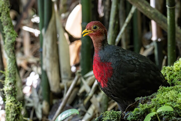 Nature wildlife image bird of crimson-headed partridge It is endemic to the island of Borneo