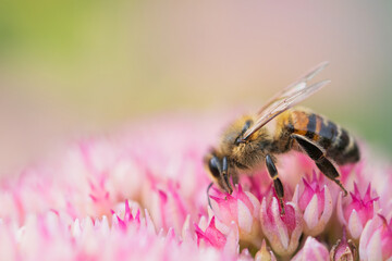 Honey bees collect pollen Spiraea flower. Macro shot.