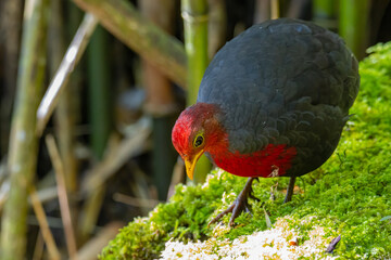 Nature wildlife image bird of crimson-headed partridge It is endemic to the island of Borneo