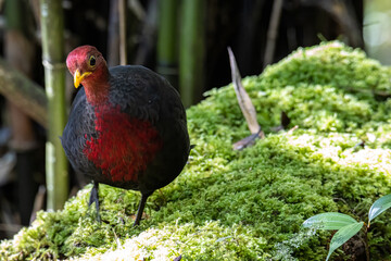 Nature wildlife image bird of crimson-headed partridge It is endemic to the island of Borneo