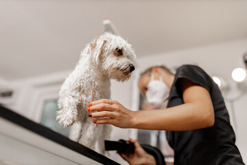 Dog showering and drying at the grooming saloon by pet beautician