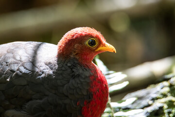 Nature wildlife image bird of crimson-headed partridge It is endemic to the island of Borneo