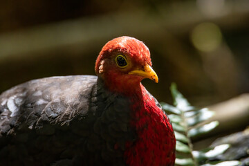 Nature wildlife image bird of crimson-headed partridge It is endemic to the island of Borneo