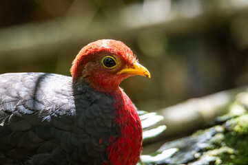 Nature wildlife image bird of crimson-headed partridge It is endemic to the island of Borneo