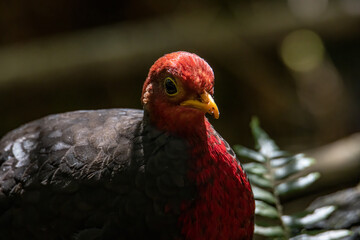 Nature wildlife image bird of crimson-headed partridge It is endemic to the island of Borneo