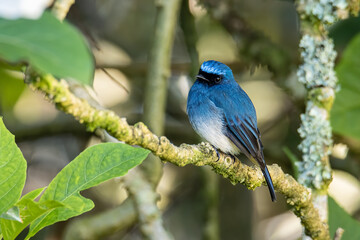 Beautiful blue color bird known as Rufous Vented Flycatcher perched on a tree branch at nature...