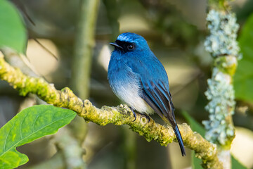 Beautiful blue color bird known as Rufous Vented Flycatcher perched on a tree branch at nature habits in Sabah, Borneo