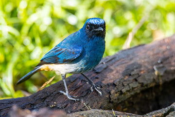 Beautiful blue color bird known as Rufous Vented Flycatcher perched on a tree branch at nature habits in Sabah, Borneo