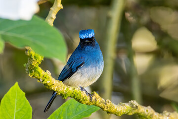 Beautiful blue color bird known as Rufous Vented Flycatcher perched on a tree branch at nature habits in Sabah, Borneo