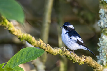 Nature wildlife bird species of Little Pied Flycatcher on perched on a tree branch found in Borneo, Sabah,Malaysia with nature wildlife background