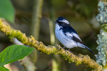 Nature wildlife bird species of Little Pied Flycatcher on perched on a tree branch found in Borneo,...