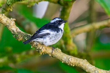 Nature wildlife bird species of Little Pied Flycatcher on perched on a tree branch found in Borneo, Sabah,Malaysia with nature wildlife background