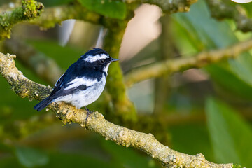 Nature wildlife bird species of Little Pied Flycatcher on perched on a tree branch found in Borneo, Sabah,Malaysia with nature wildlife background